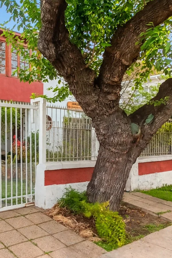 Galeria imagenes Rayencura - Alma Cotrazon y Vida (4)